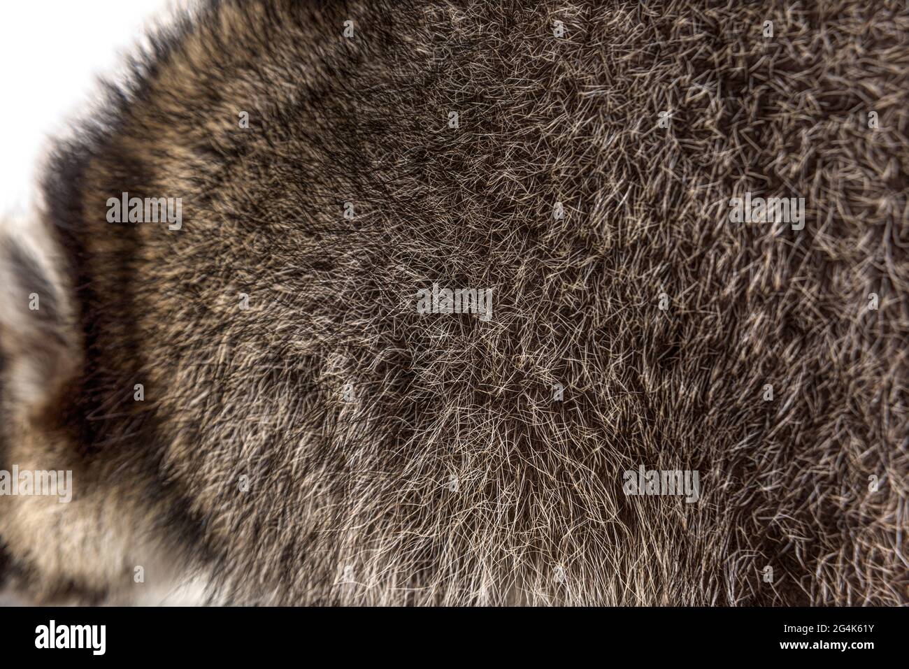 Close-up on a the hairy Raccoon, brown fur, beautiful natural texture, closeup Stock Photo