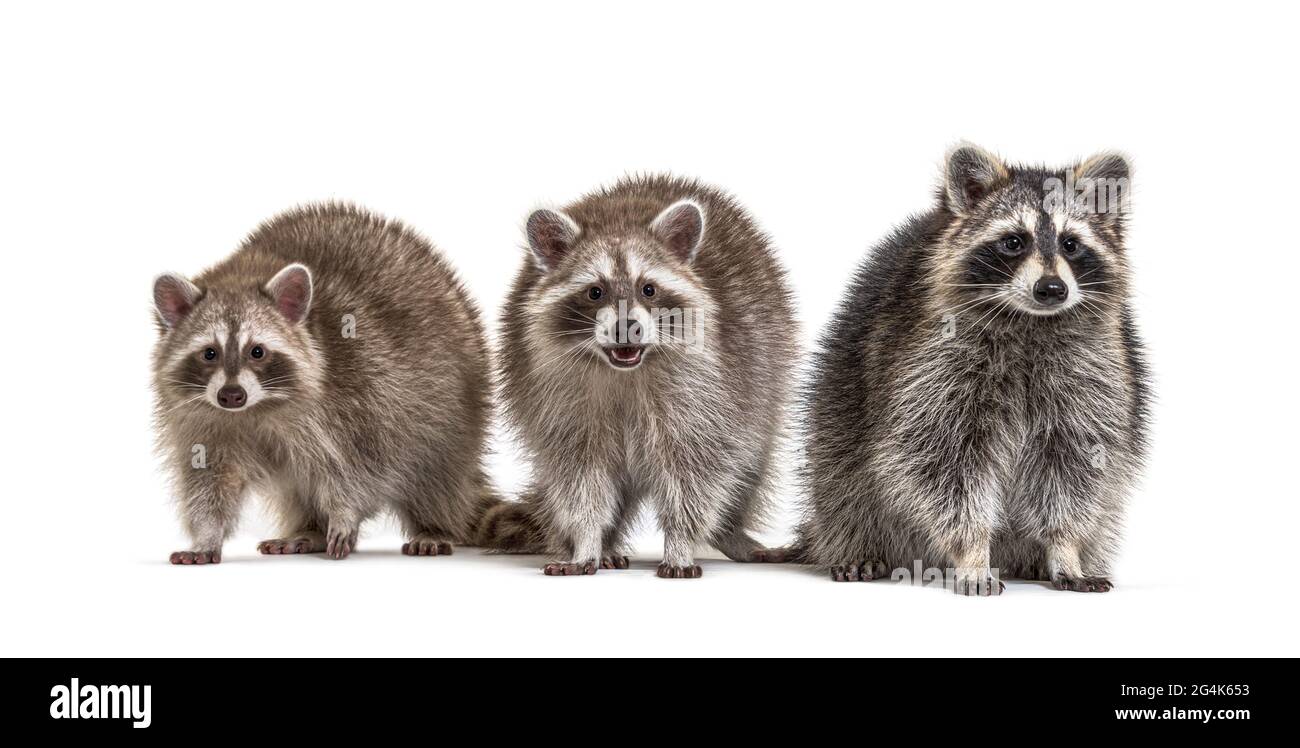 Three raccoons hi-res stock photography and images - Alamy