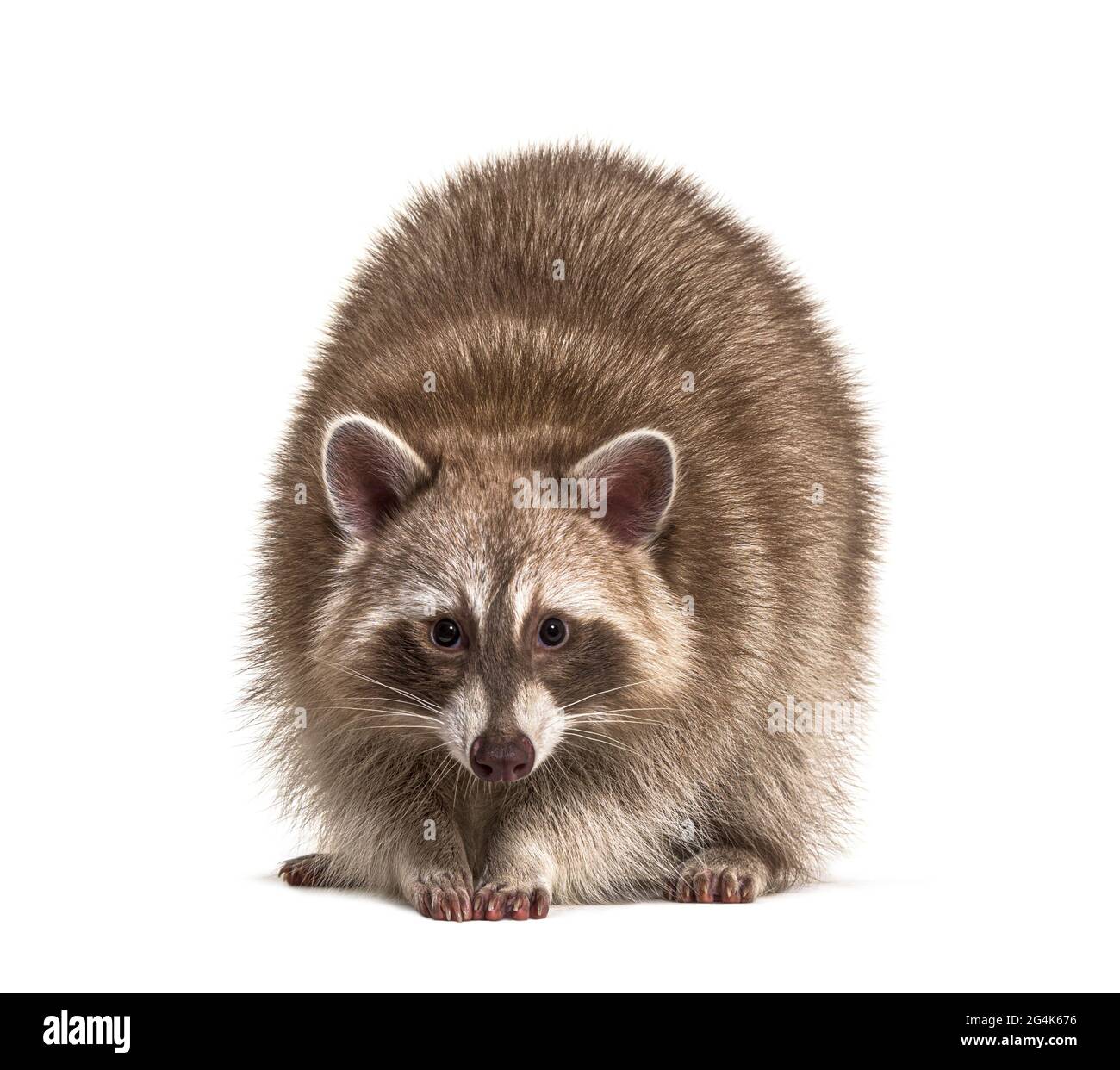 Red raccoon isolated standing in front Stock Photo