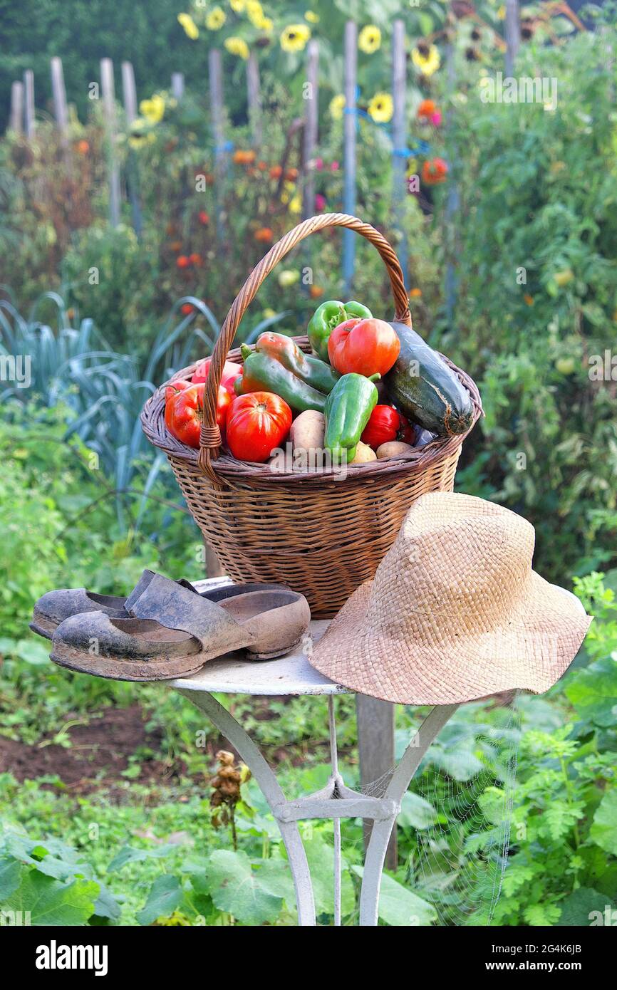 Gardening season produces, picking fresh organic vegetables in a