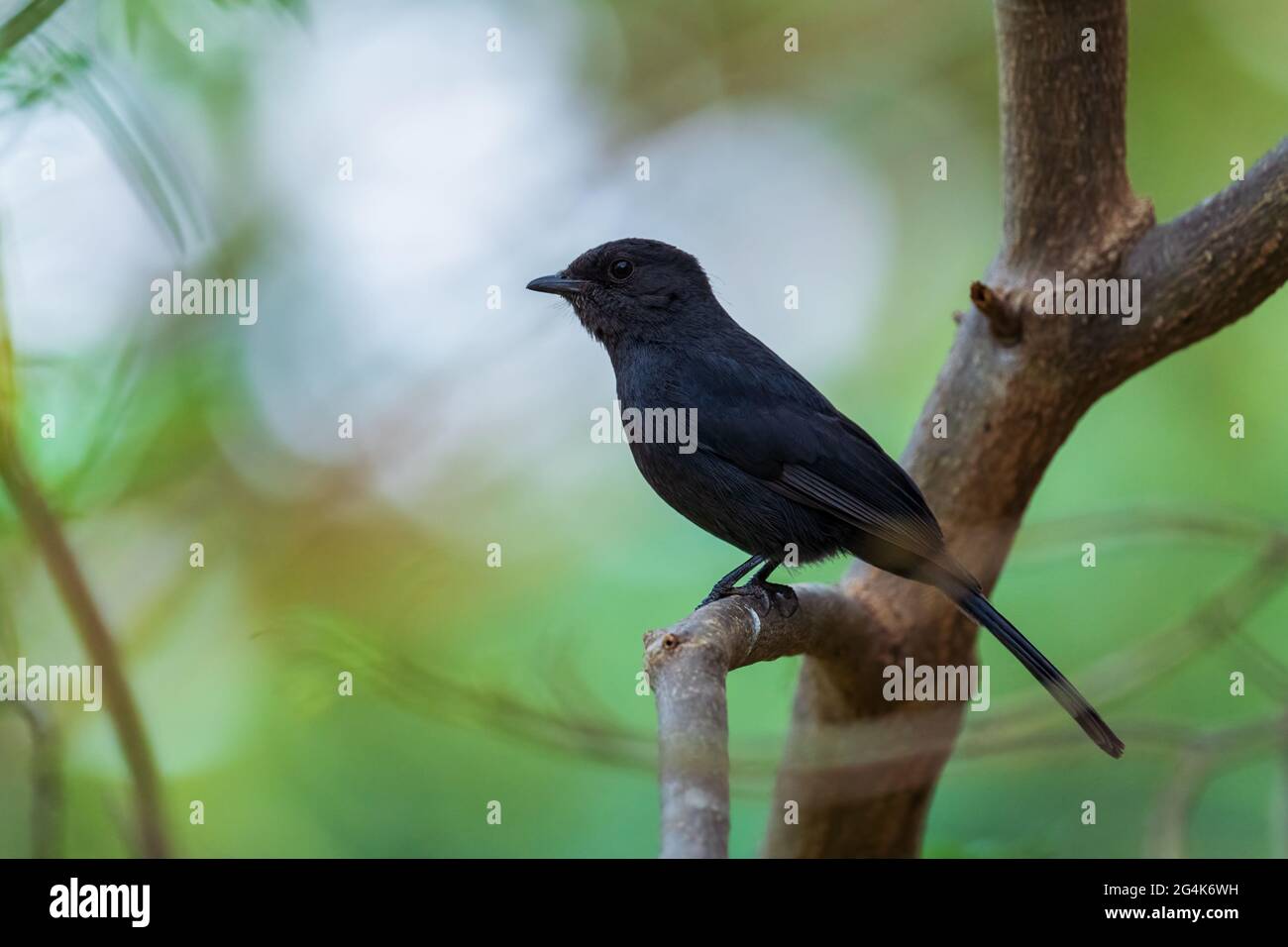 Northern Black-flycatcher - Melaenornis edolioides, beautiful all black passerine bird from African woodlands and forests, Awassa, Ethiopia. Stock Photo