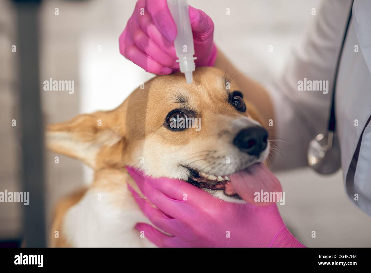 Dog Eye Doctor Richmond Va at Melody Robinson blog