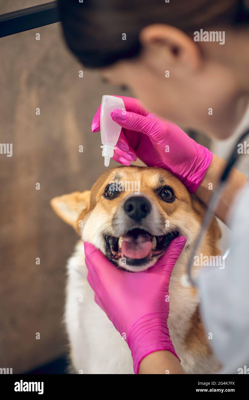 Vet doctor dropping eye drop to dogs eyes Stock Photo Alamy