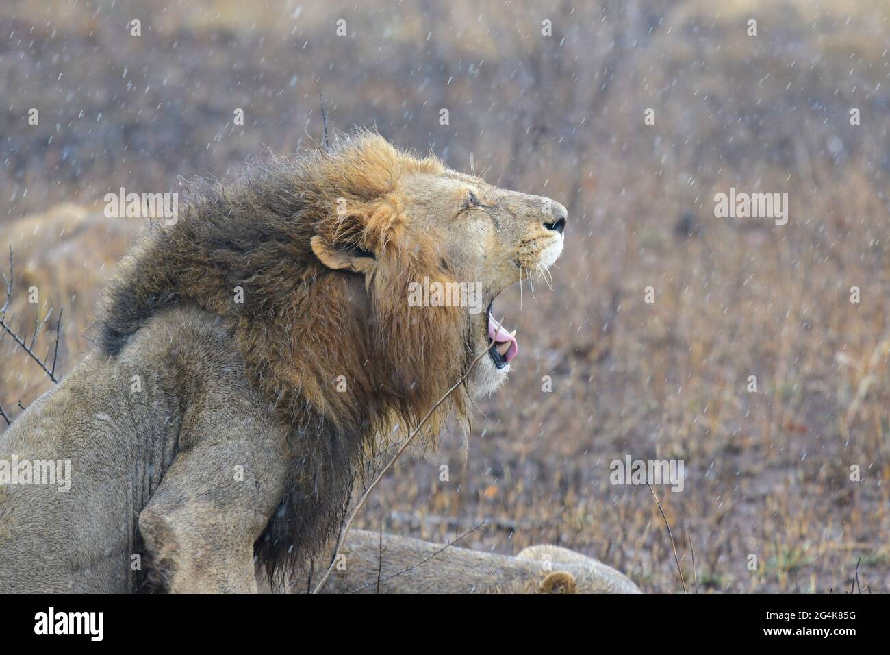 South africa lion tour hi-res stock photography and images - Alamy