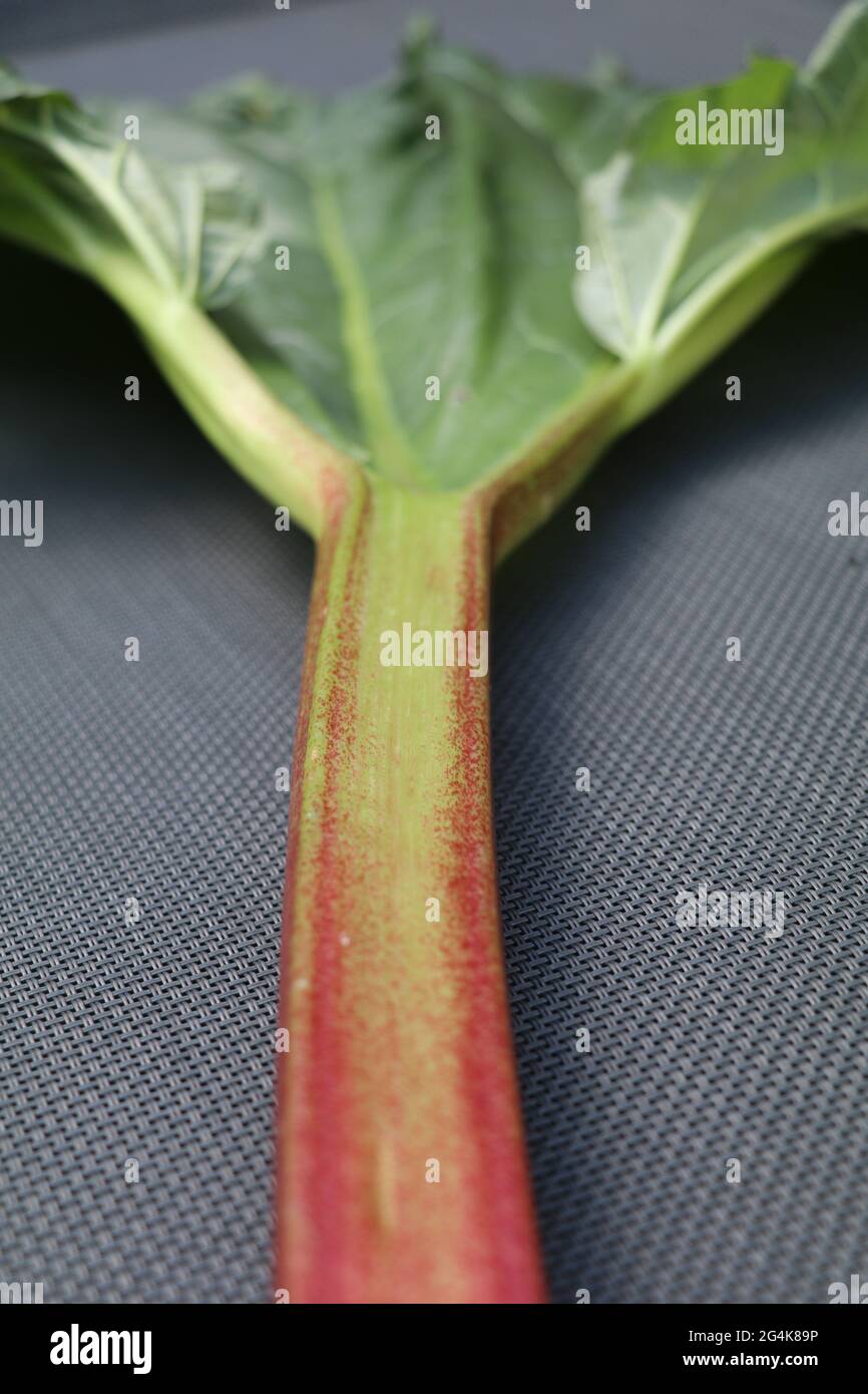 close up with selective focus of a rhubarb stalk with green leaf attached Stock Photo