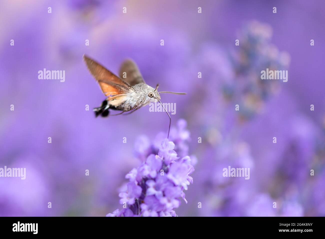 The hummingbird hawk-moth (Macroglossum stellatarum) is a species of hawk moth found across temperate regions of Eurasia. The species is named for its Stock Photo