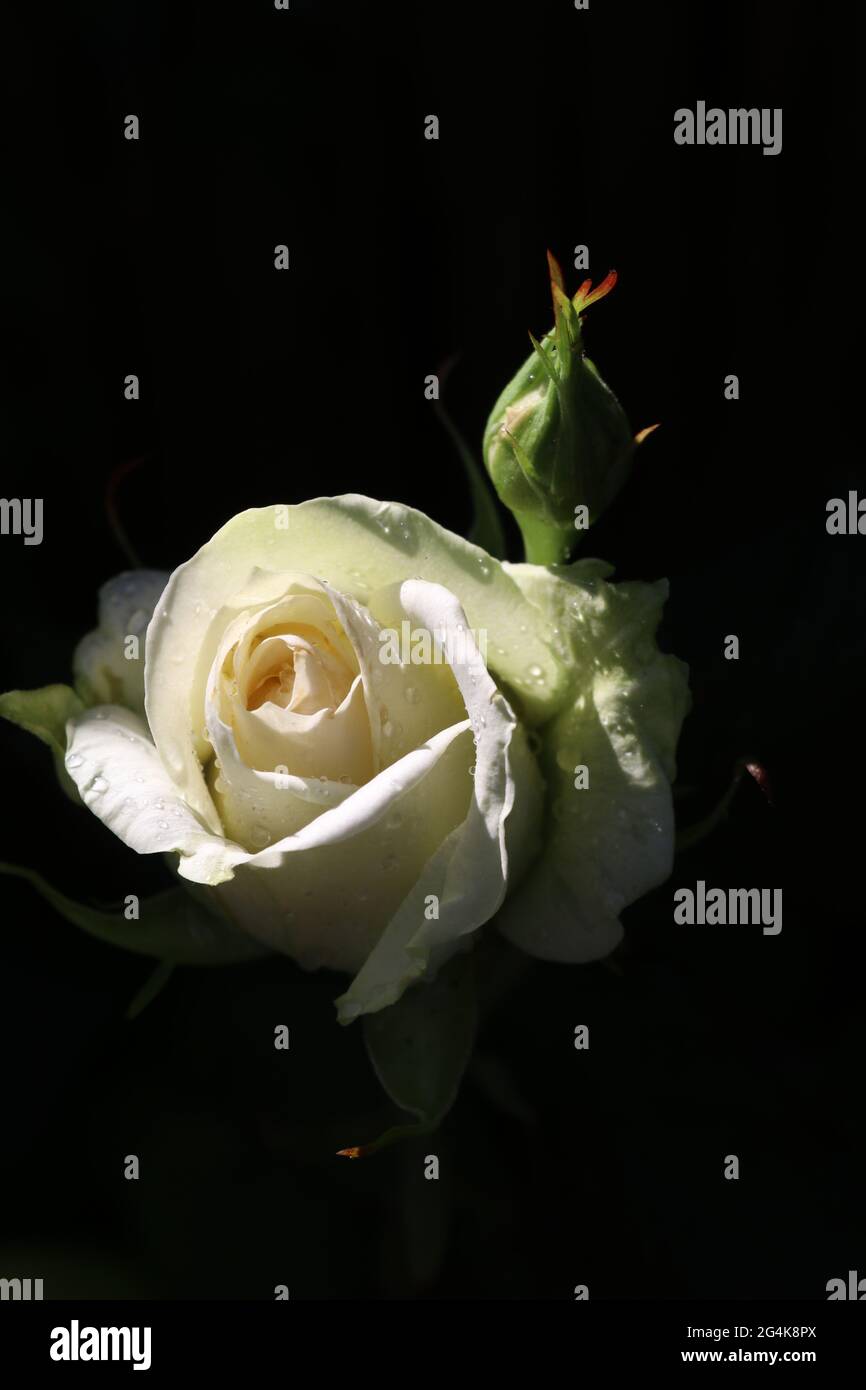 black background with single white rose covered in dew drops Stock Photo