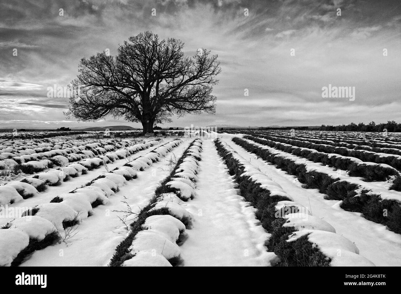 FRANCE. ALPES DE HAUTE PROVENCE (04) WINTER IN VALENSOLE PLATEAU, GREAT OAK AND LAVENDER Stock Photo