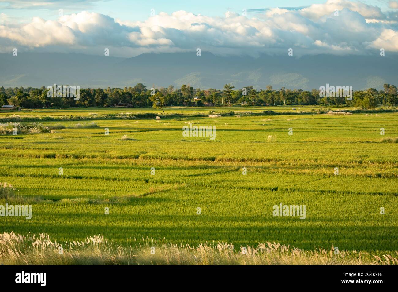 Paddy Field. Green and yellowish nature in the time of harvesting. Food from nature. Stock Photo