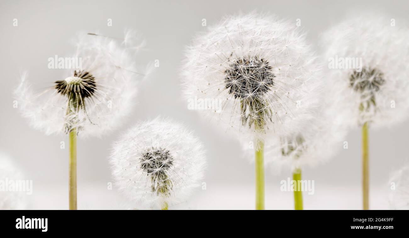 Close up on blooming fluffy dandelions flowers with flying fluff and stems over white background. Lightness purity concept. Banner size Stock Photo