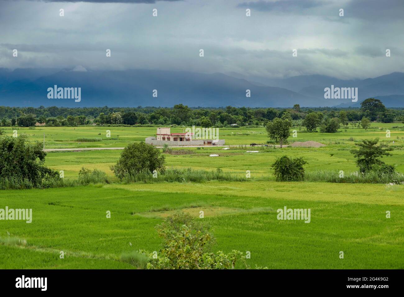 Alone House in middle of paddy field. With the message Stay alone Stay Strong. Stock Photo