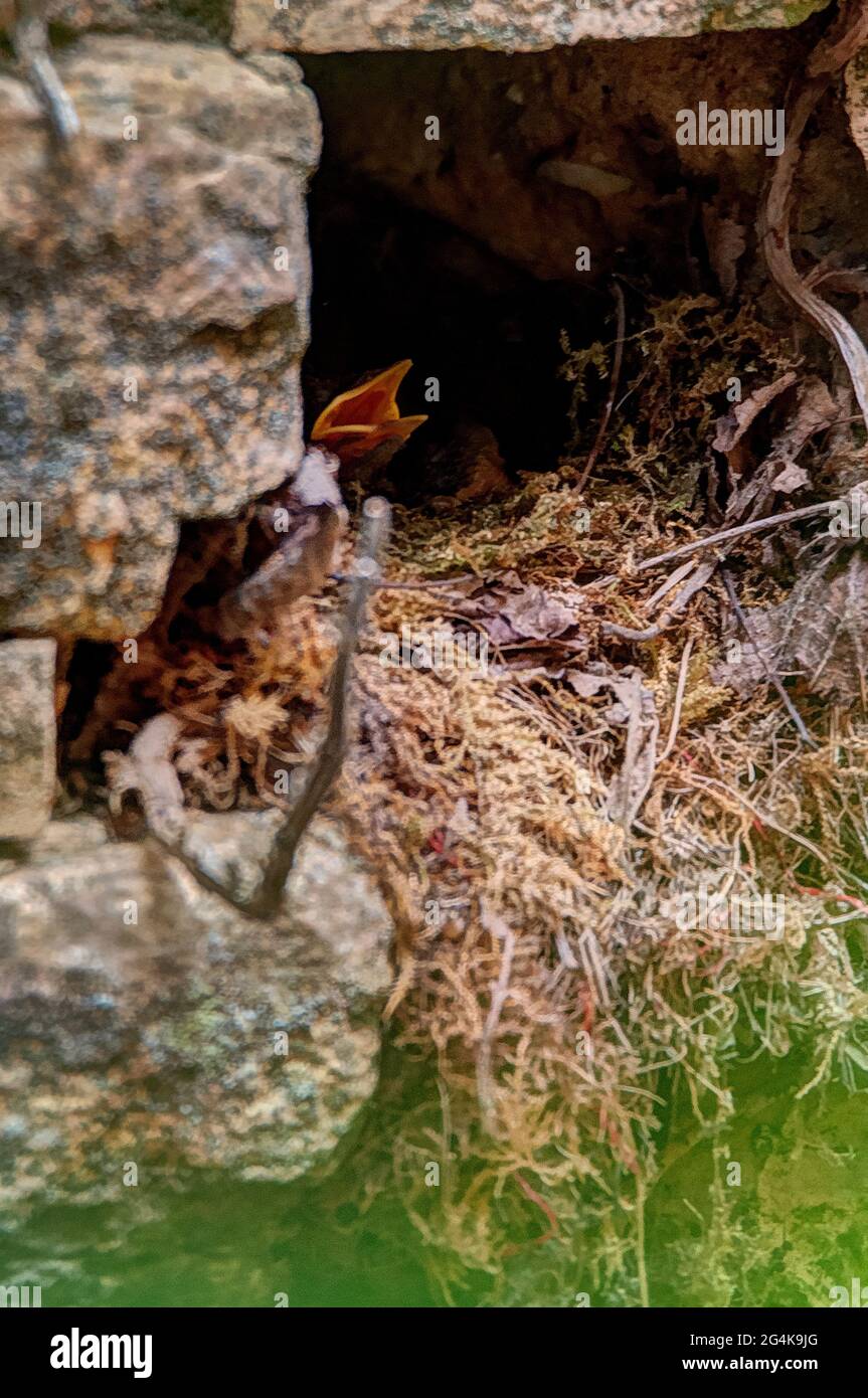 European robin chicks in nest Stock Photo
