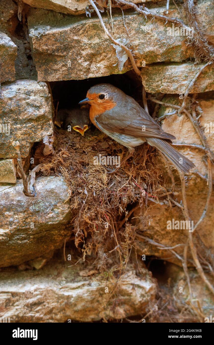 European robin feeding chicks in nest Stock Photo