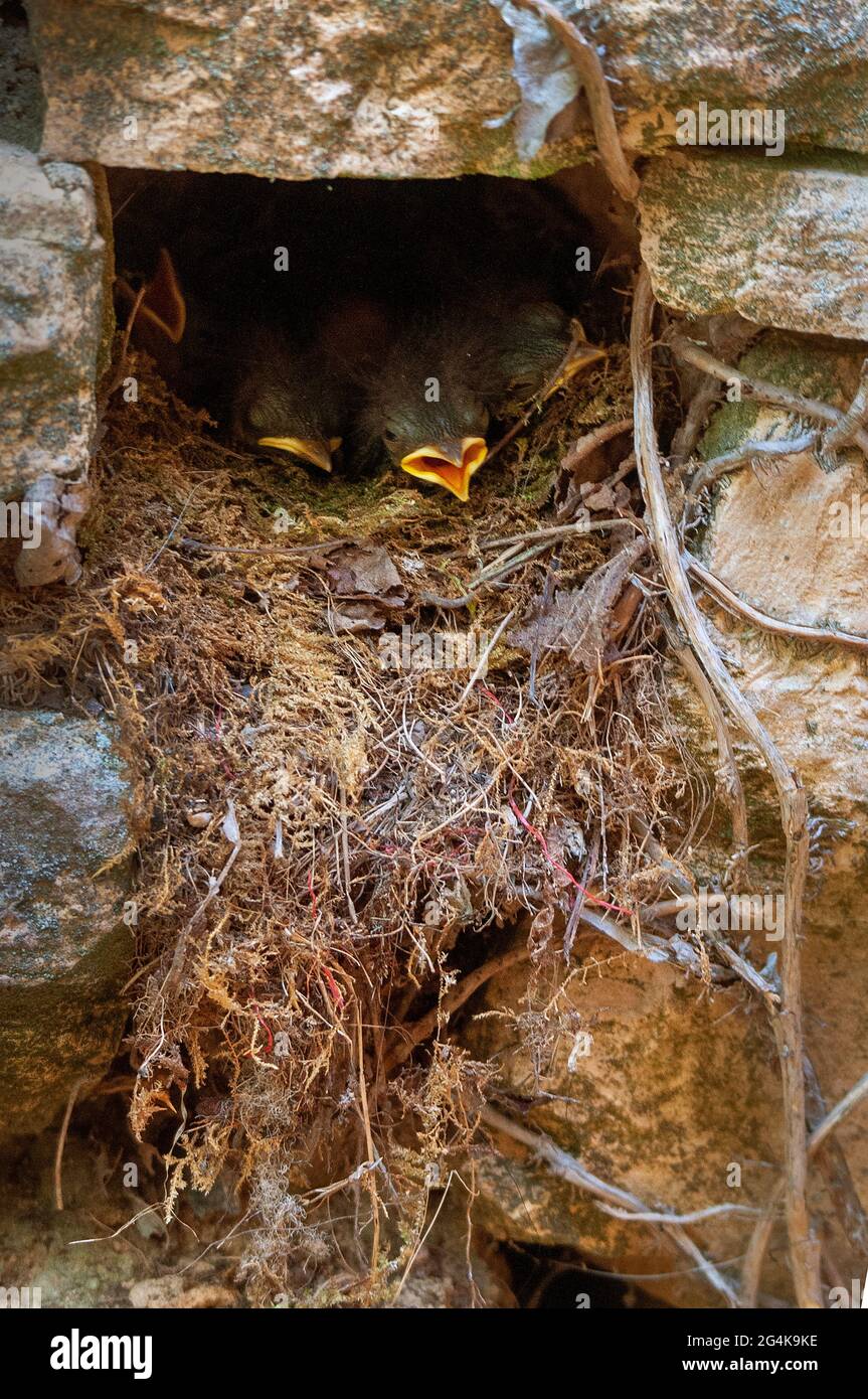 European robin chicks in nest Stock Photo