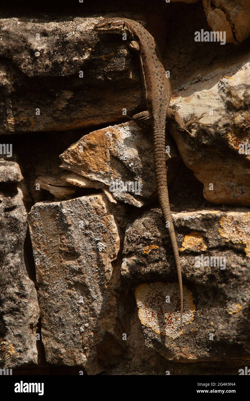 Common Wall Lizard / Lézard des murailles / Podarcis muralis Stock Photo