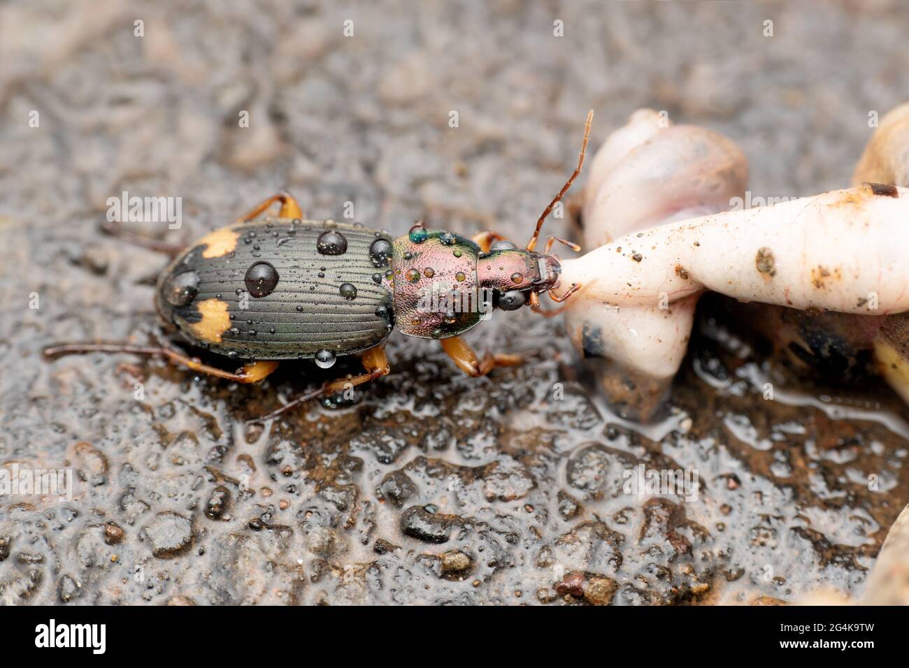 Asian bombardier beetle, Pheropsophus jessoensis, Satara, Maharashtra, India Stock Photo