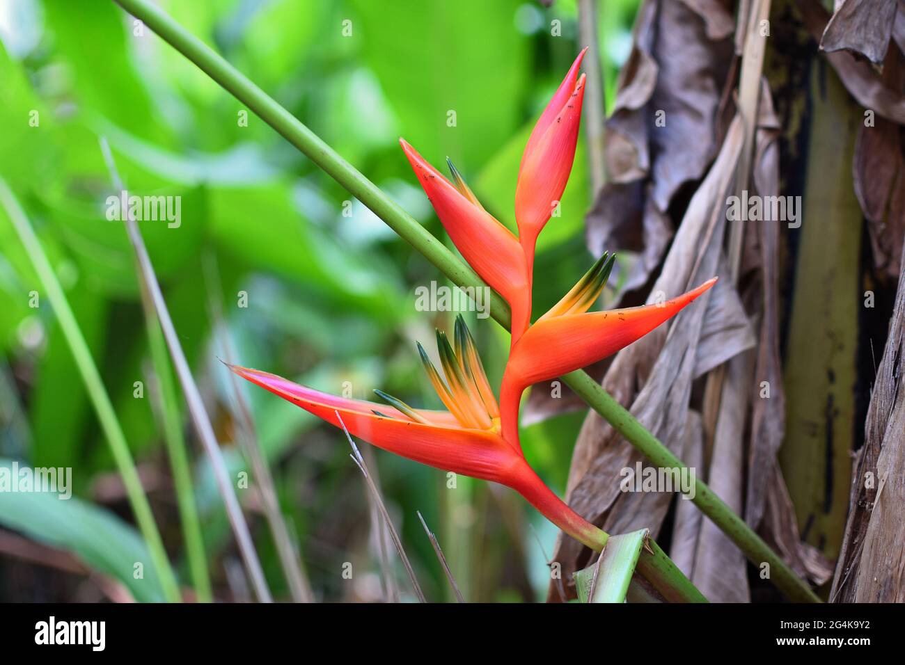 Marquesas Islands, French Polynesia: bird of paradise flower, strelitzia reginae, on Nuku Hiva Stock Photo