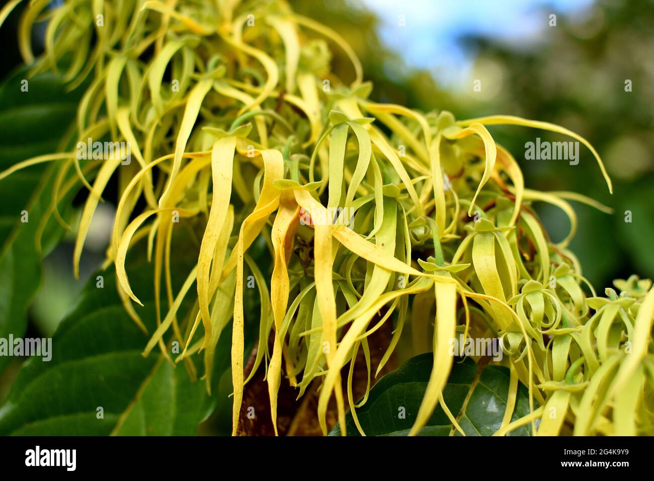 The Marquesas Islands in French Polynesia, Nuku Hiva: Ylang Ylang leaves, cananga odorata, fragrant plant. Ylang ylang essential oil is used in aromat Stock Photo