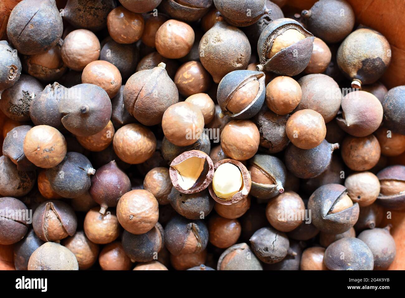 Marquesas Islands, French Polynesia macadamia nuts on Nuku Hiva, herbal medicine macadamia nut