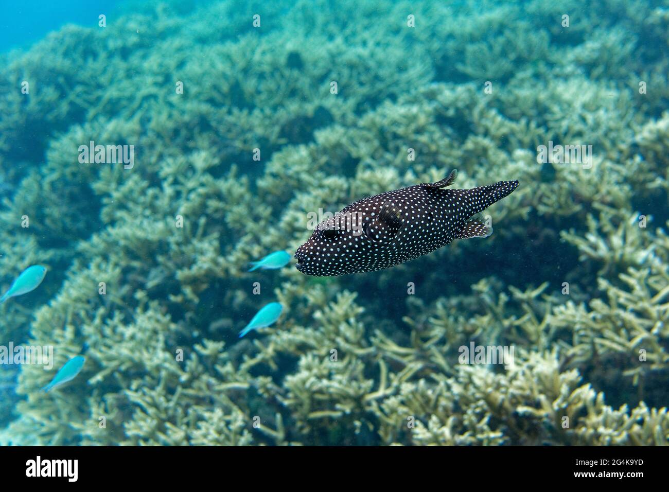 Tahiti, French Polynesia, Moorea: fish, guineafowl puffer (arothron meleagris) swimming in the lagoon Stock Photo