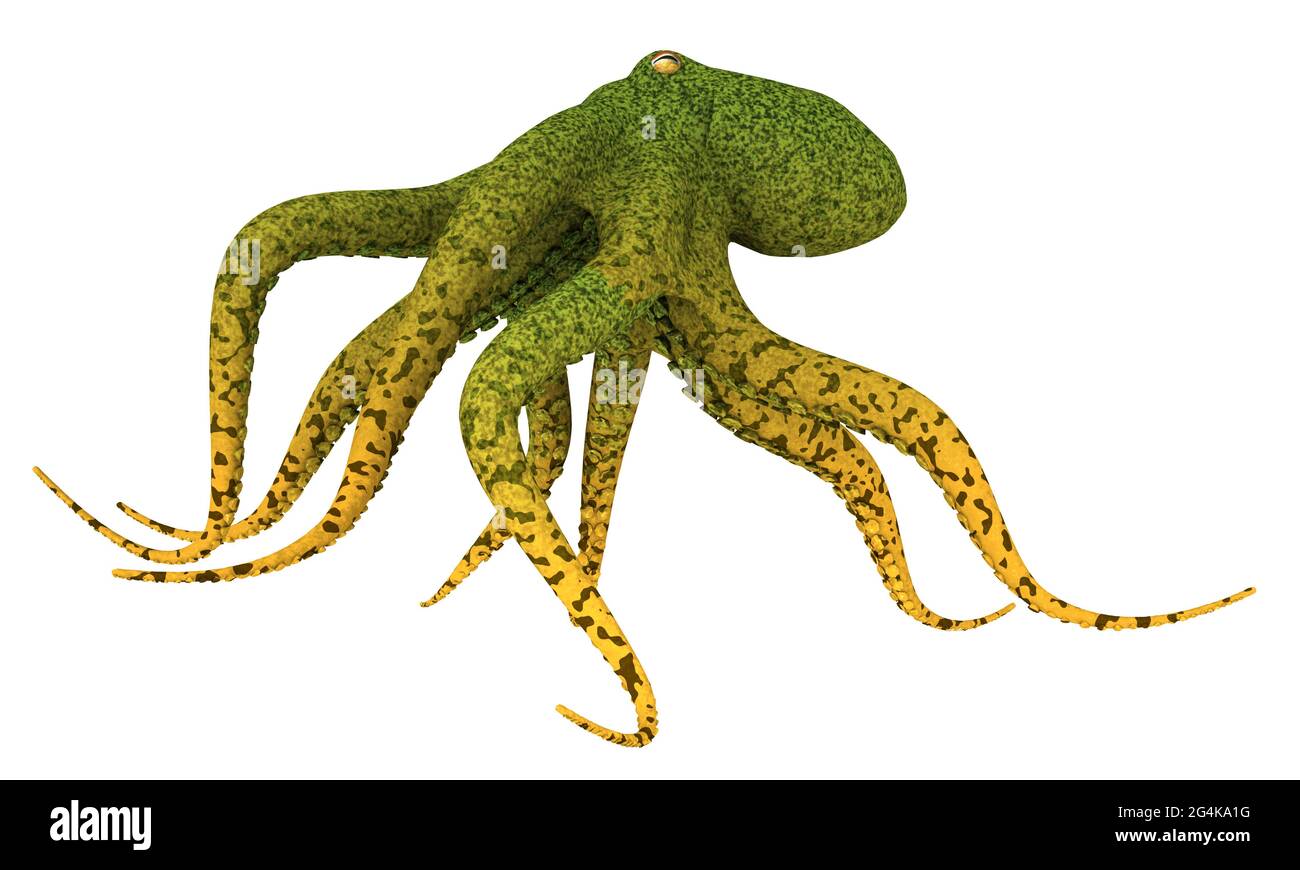 Octopus isolated on white background Stock Photo - Alamy