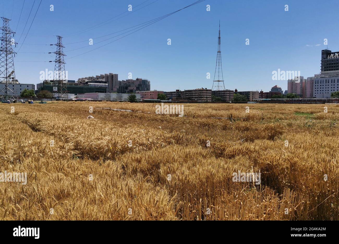 Chinese academy of agricultural sciences hires stock photography and