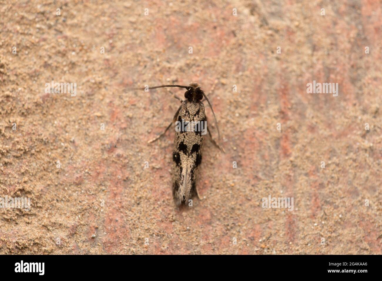 Fungus moth, Monopis obviella, Satara, Maharashtra, India Stock Photo