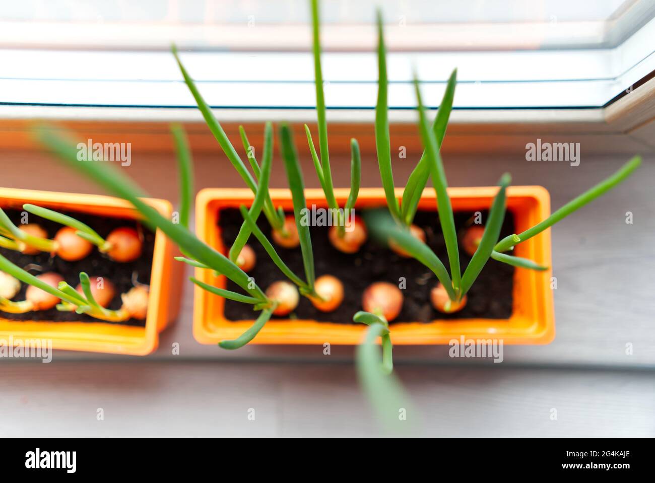 Sprouting green onions in orange plastic package. Green onions growing