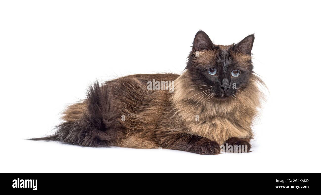 Brown lying down Crossbreed cat, isolated Stock Photo
