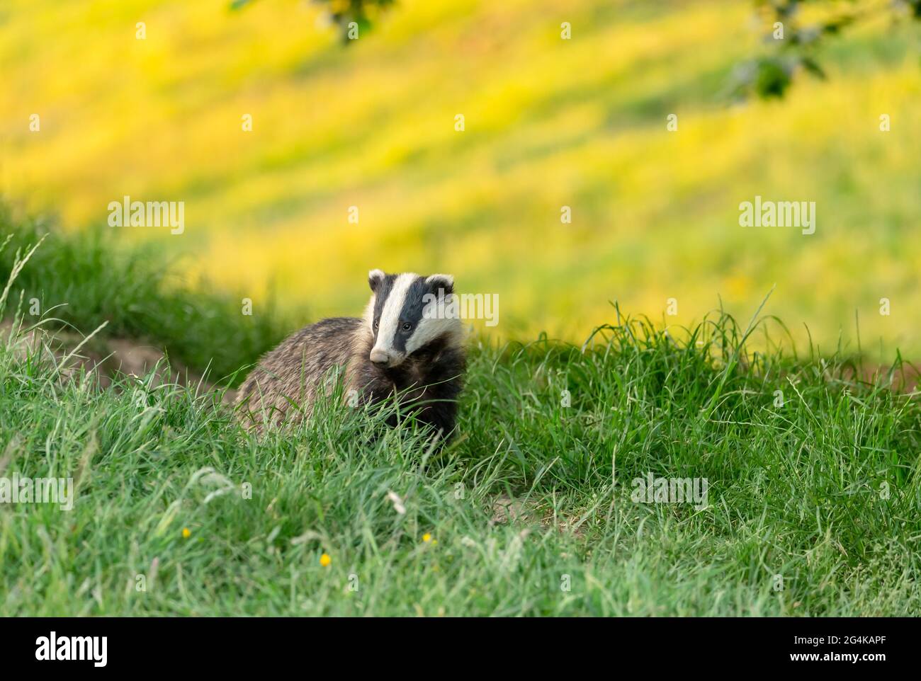 Badger, Scientific name: Meles Meles.  Wild, native badger stood at the badger sett on Midsummer's night with a field of yellow buttercups in the back Stock Photo