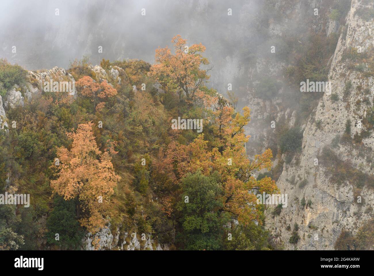 Oak trees among the fog of the Serra de Queralt mountain range (Berguedà, Catalonia, Spain, Pyrenees) ESP: Robles con niebla en la sierra de Queralt Stock Photo
