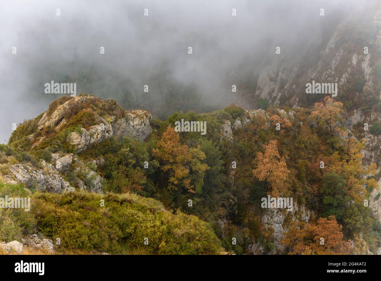 Oak trees among the fog of the Serra de Queralt mountain range (Berguedà, Catalonia, Spain, Pyrenees) ESP: Robles con niebla en la sierra de Queralt Stock Photo