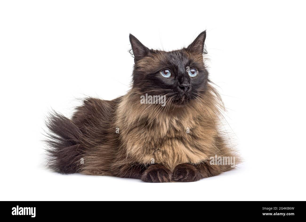 Lying down Crossbreed cat Stock Photo