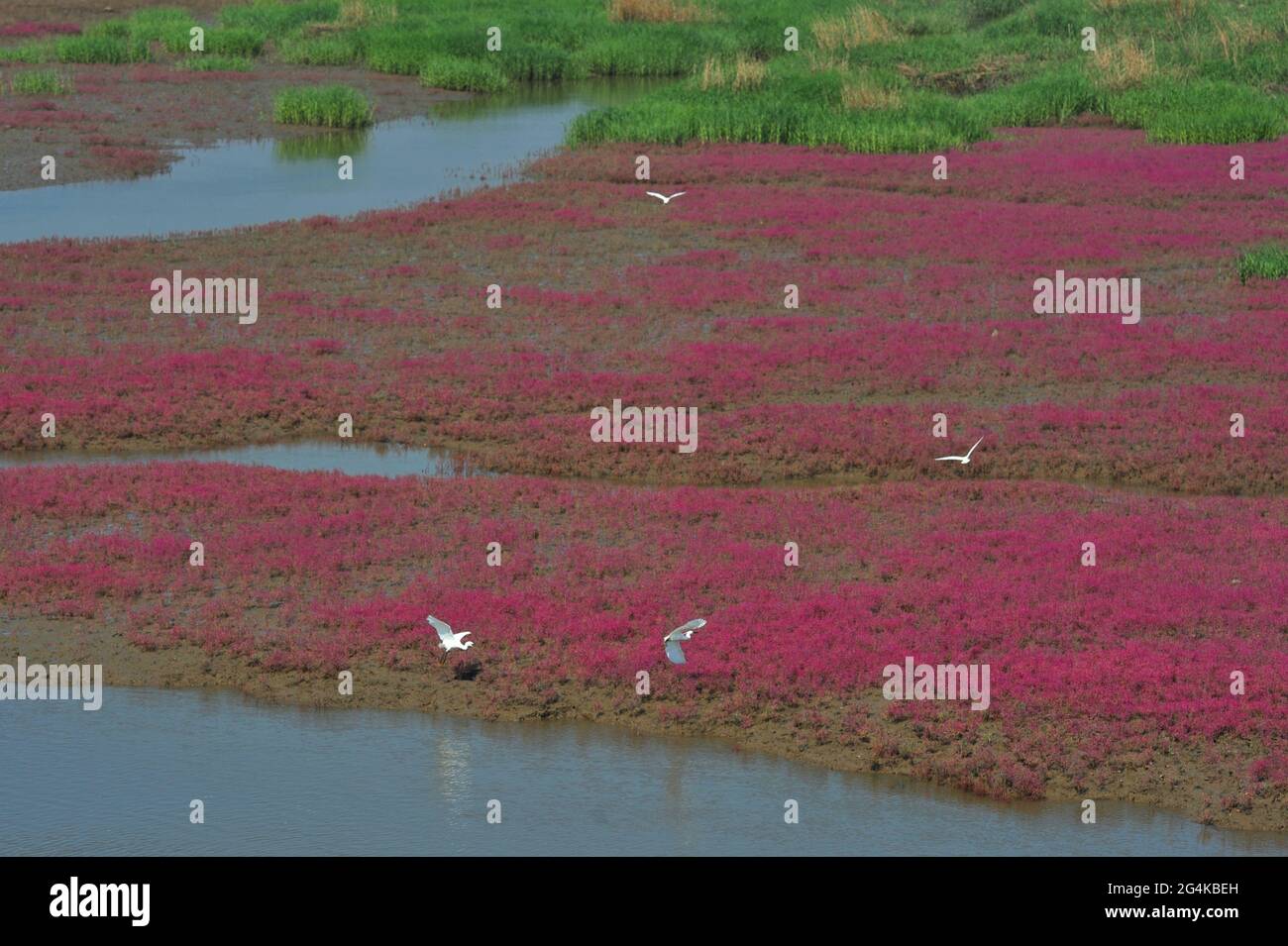 Qingdao, Qingdao, China. 22nd June, 2021. On June 21, 2021, during the ''summer solstice'' season, the suaeda grass on the tidal flat of the Red Island section of the Jiaozhou Bay National Ocean Park in Qingdao City, Shandong Province began to bloom in brilliant colors. Various herons foraging for food, painted a picture A beautiful ecological picture scroll. Credit: SIPA Asia/ZUMA Wire/Alamy Live News Stock Photo