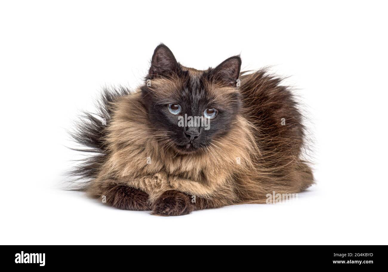 Brown lying down Crossbreed cat, isolated Stock Photo