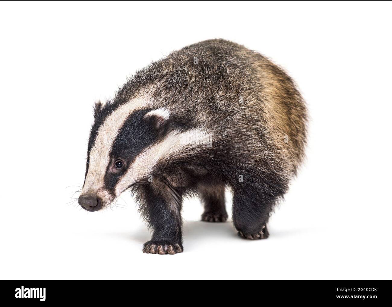 Badger white background hi res stock photography and images Alamy