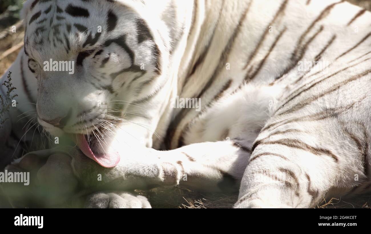 sunlight on white tiger licking fur outside Stock Photo
