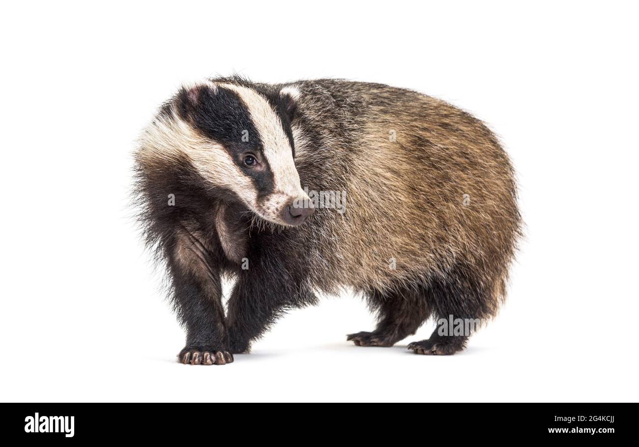 European badger, six months old, Walking side view and looking at camera Stock Photo