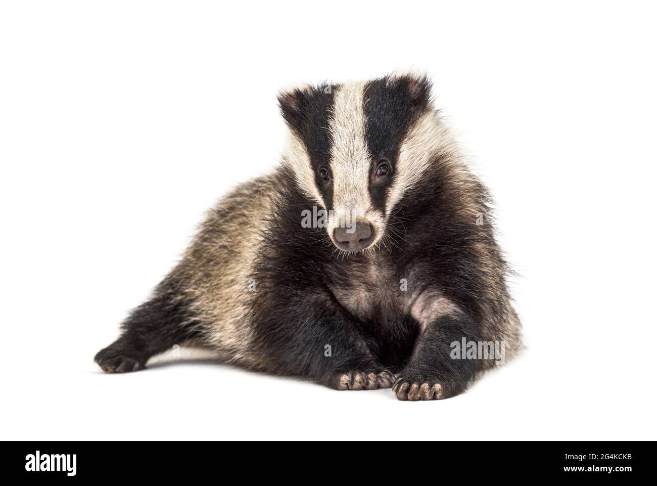 European badger, six months old, looking at camera, isolated Stock Photo