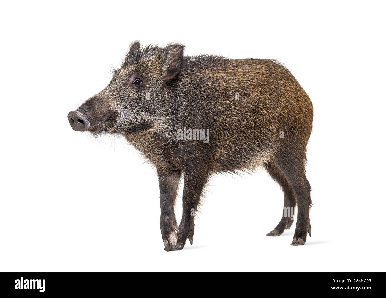 Wild boar standing in front, isolated on white Stock Photo