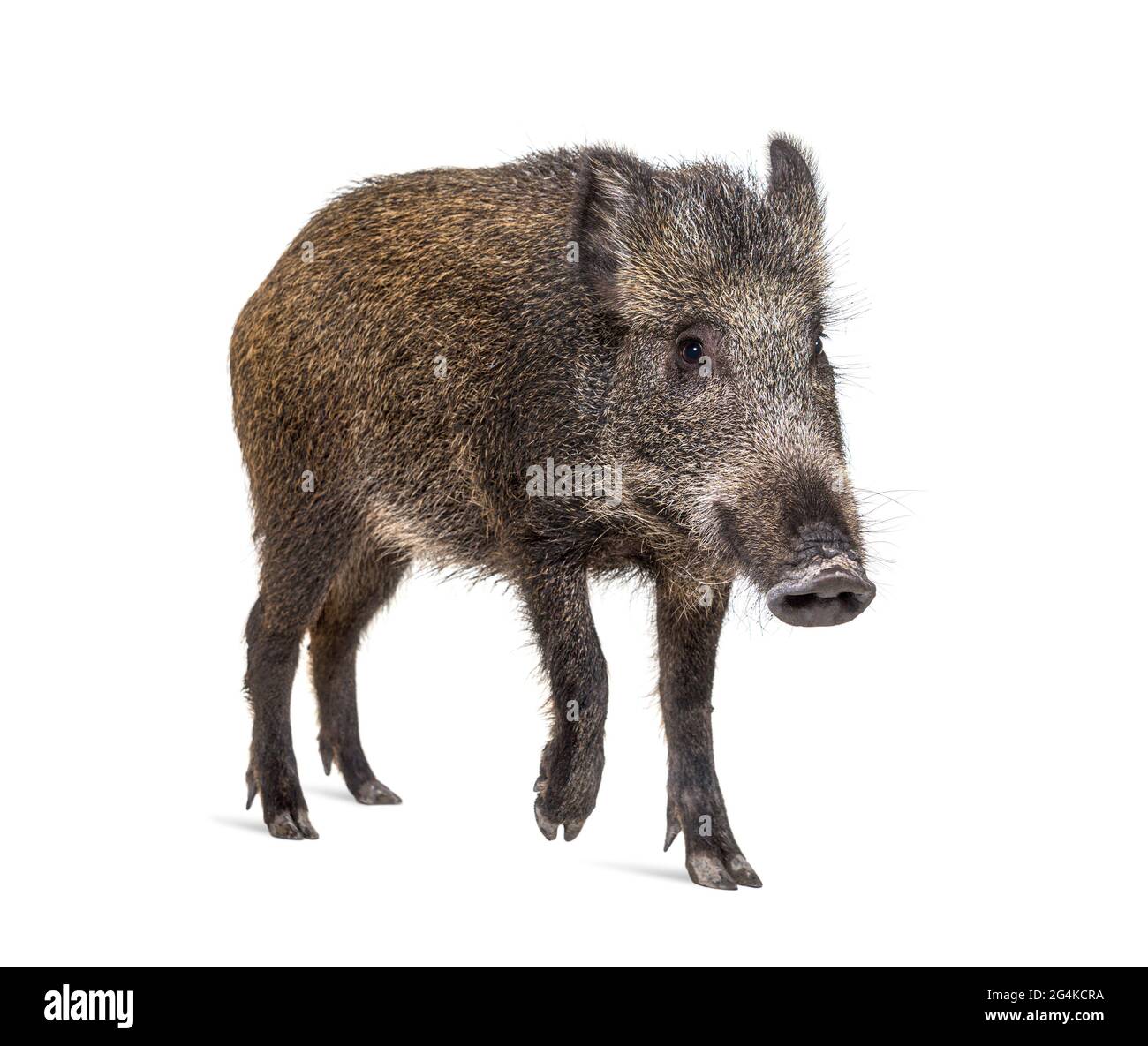 Wild boar standing in front, isolated on white Stock Photo