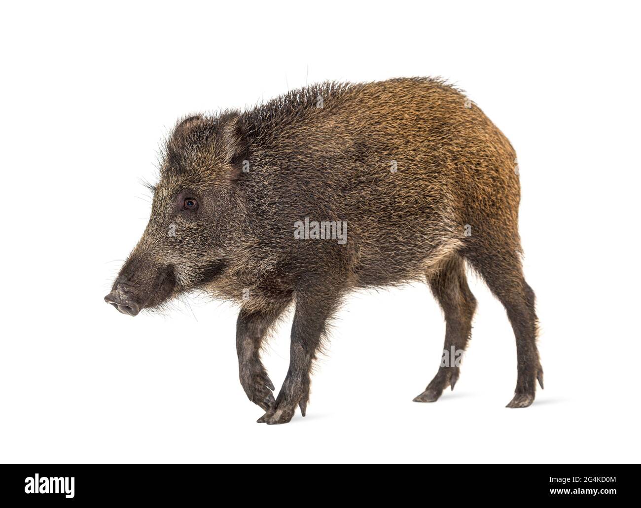 Wild boar walking in front, isolated on white Stock Photo