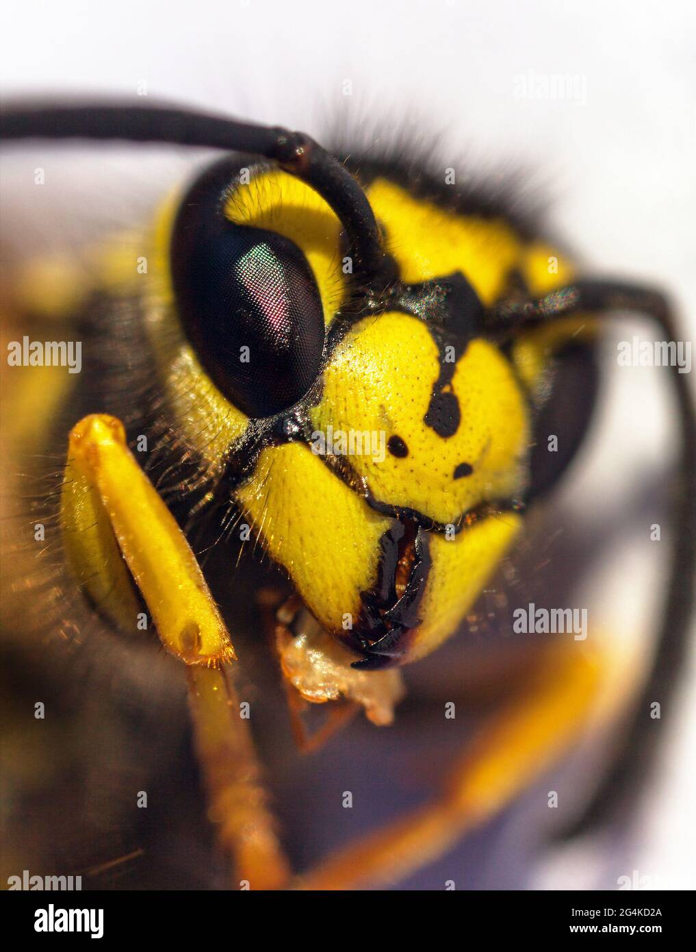 European common wasp German wasp or German yellow jacket isolated on