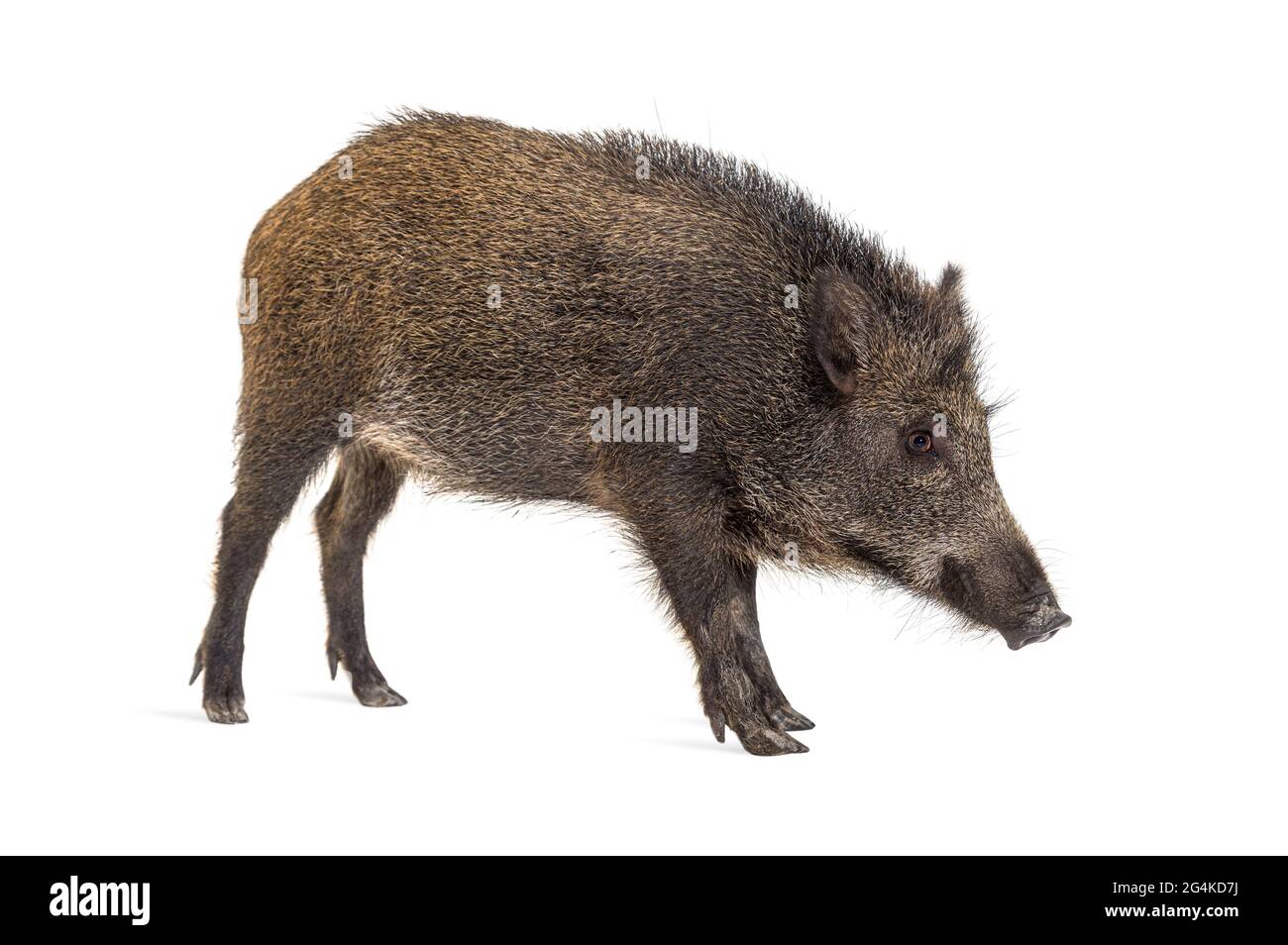 Side view, Profile, Wild boar, mouth open, isolated on white Stock Photo