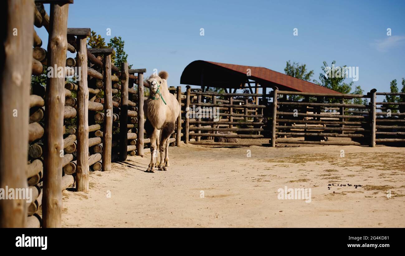 Modern zoo hires stock photography and images Alamy
