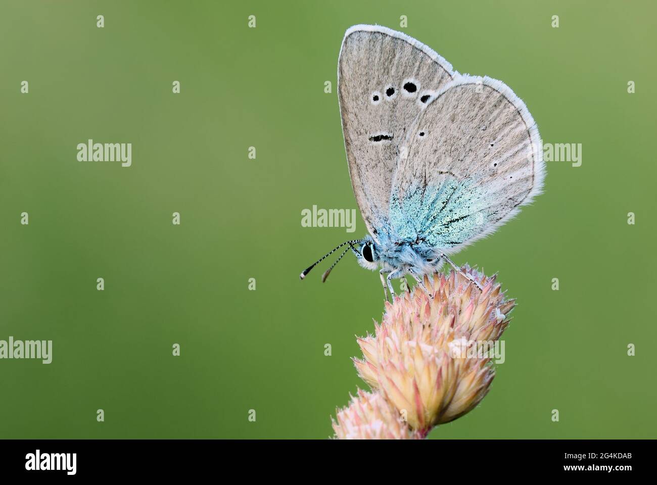 Large Blue butterfly sitting on colorful meadow grass. Side view, close up. Blurred natural green background. Genus species Maculinea arion. Stock Photo