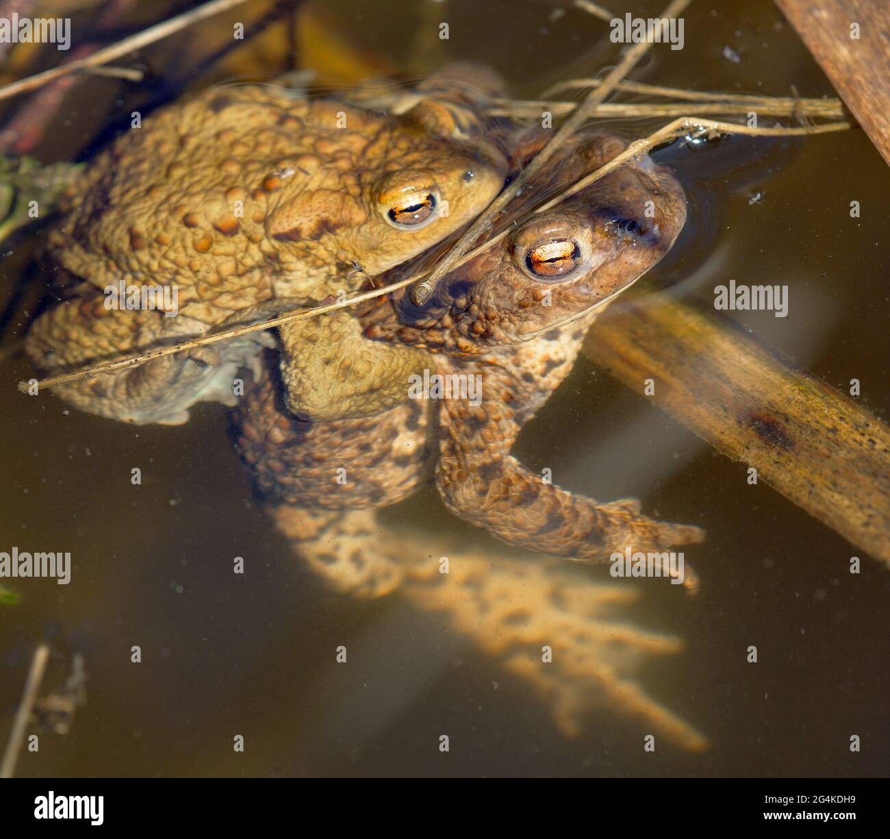 Common or European toad brown colored, Mating toads in the pond Stock Photo