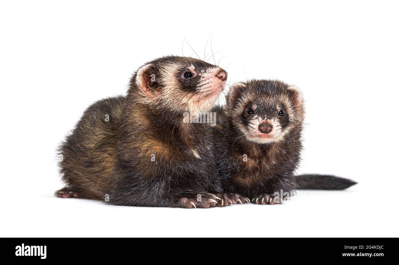 Two European polecats, looking away, isolated, Wild ferrets. Stock Photo