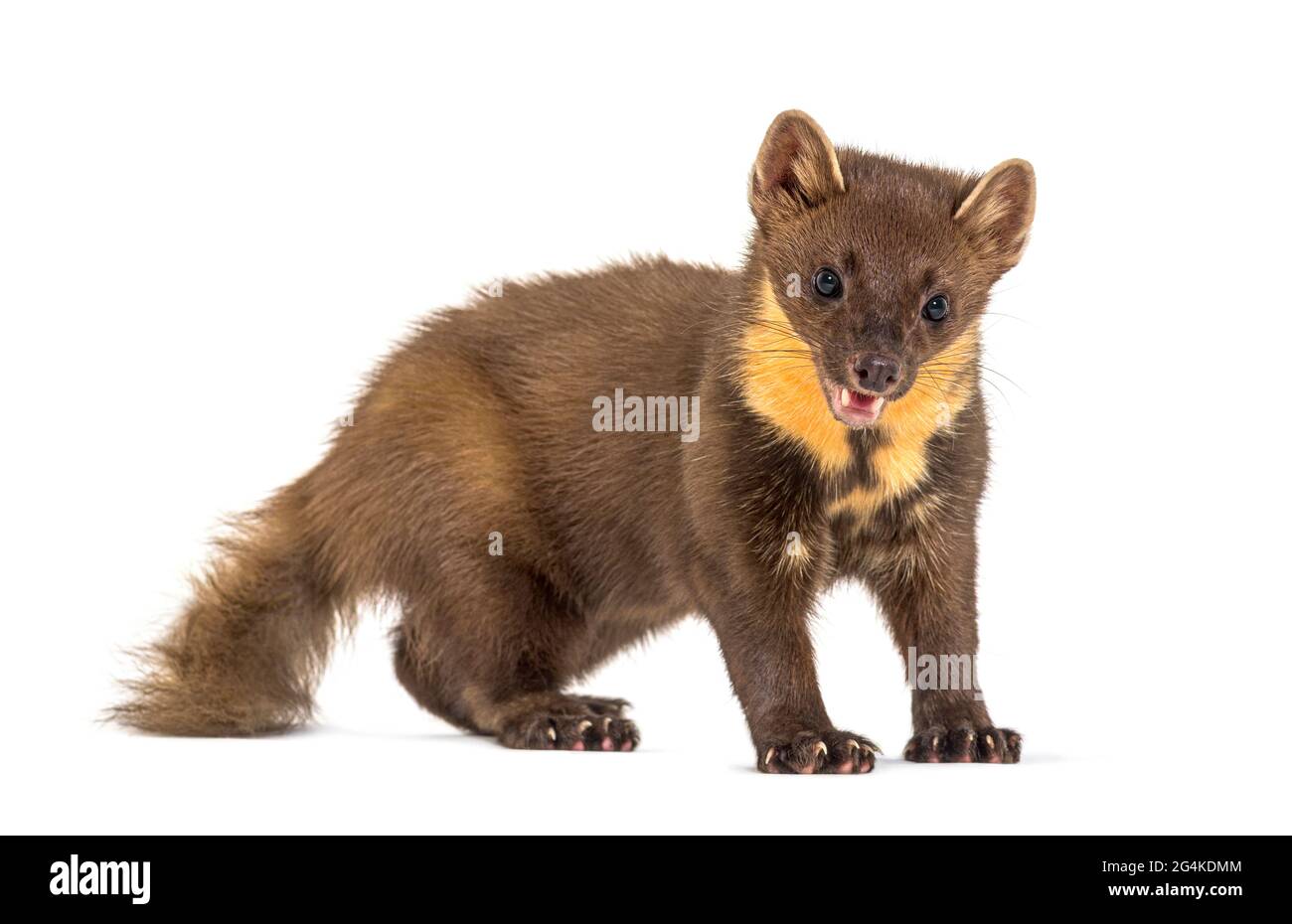 Pine marten standing, isolated on white Stock Photo