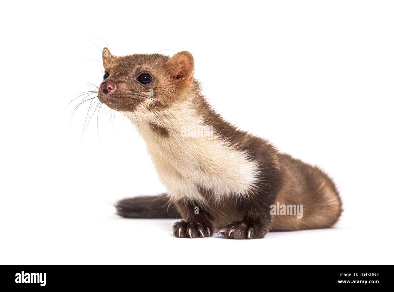 Beech marten looking away, isolated on white Stock Photo - Alamy